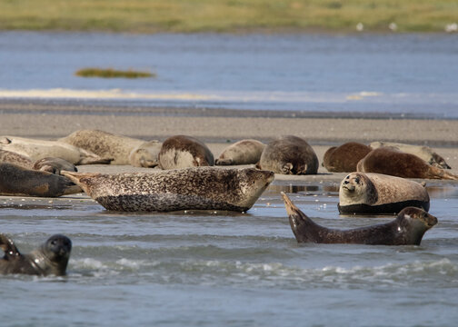 phoques se reposant au soleil en baie de somme 