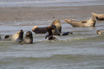 phoques sur un banc de sable en baie de somme 