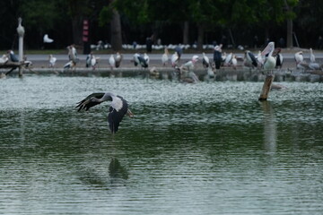 Pelicans, Panted Storks, Marabou Storks and many more species live naturally in the Bangkok Open Zoo, Thailand.