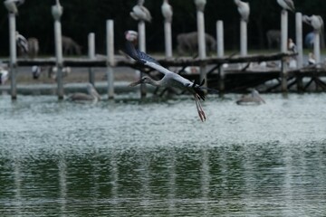 Pelicans, Panted Storks, Marabou Storks and many more species live naturally in the Bangkok Open Zoo, Thailand.