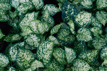 Tropical plants in a local market