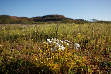 Flowering plants of the carnivorous sundew Drosera rupicola in natural habitat, The Humps, Western Australia