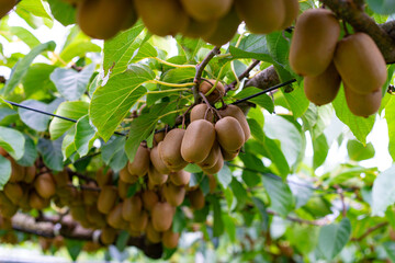 Kiwi fruits on tree in a orchard