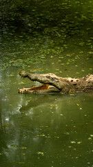 alligator in the swamp