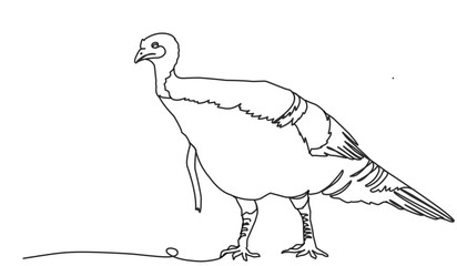 turkey bird single line drawing vector. Thanksgiving turkey one continuous line drawing .Fall harvest line art. Happy Thanksgiving turkey .