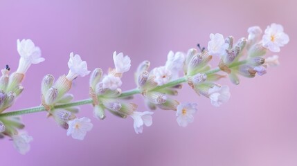 Lavender blossom close-up on violet background Space for text 