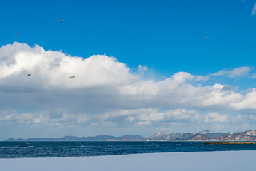 冬、雪が積もったビーチに舞うウミネコ。青森、合浦公園