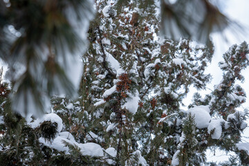 Larch, Snow, Winter, Blizzard,  Pine cone, Forest, Tree