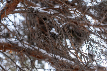 Larch, Snow, Winter, Blizzard,  Pine cone, Forest