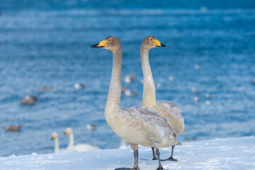Obraz premium 雪の海岸に立つ二羽の白鳥の幼鳥。青森、合浦公園