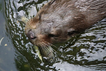 une loutre qui mange un poisson 