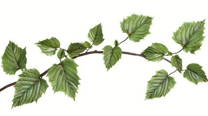 A branch of fresh mint leaves with a rich green hue and serrated edges, isolated on white. The fine veins and soft texture make it lifelike.