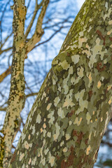 迷彩柄のようなプラタナスの木肌