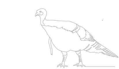 turkey bird single line drawing vector. Thanksgiving turkey one continuous line drawing .Fall harvest line art. Happy Thanksgiving turkey .