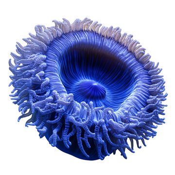 a Giant Carpet Anemone (Stichodactyla gigantea)  on transparent background.