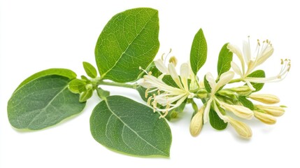 Honeysuckle