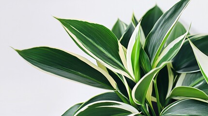 Lush green and white variegated plant leaves.