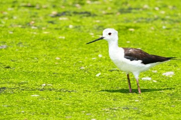A white-throated eagle lives naturally in the Bangkok Open Zoo in Thailand.