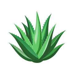 aloe vera plant isolated