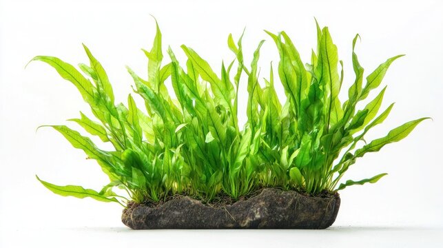 Java Fern