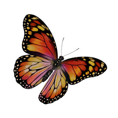 Fototapeta premium Butterfly Illustration