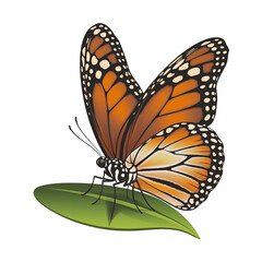 Fototapeta premium Butterfly Illustration