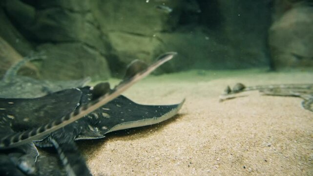 Shot of a thornback ray (Raja clavata) and a spotted ray (Raja montagui) in a aquarium.