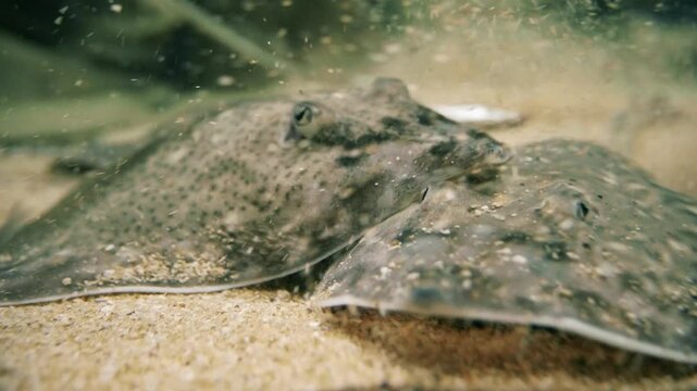An underwater shot of a thornback ray (Raja clavata)