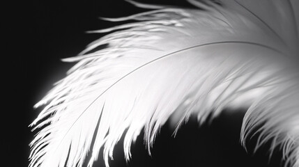 Obraz premium A delicate white feather gracefully curves against a dark background, showcasing its intricate details and soft texture.