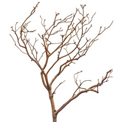 Obraz premium Isolated Dry Tree Branches on White Background for Artistic Use