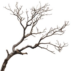 Fototapeta premium Dry Isolated Tree Branches on White Background for Minimalist Design