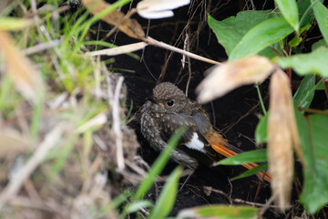 茂みに隠れる鳥のヒナ