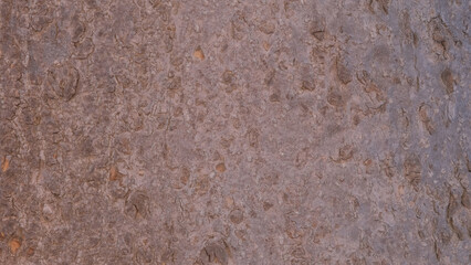 Detailed Texture of Zelkova Serrata (Japanese Zelkova) Bark