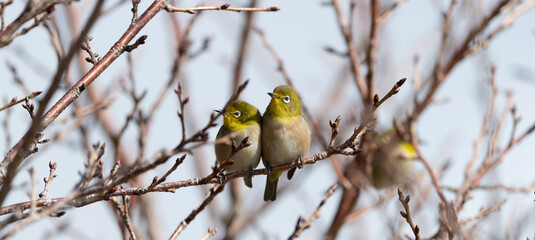 並んでいる二匹のメジロ	