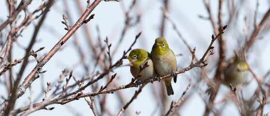 並んでいる二匹のメジロ	