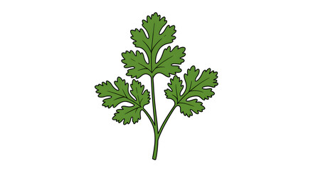 Cartoon Cilantro Illustration on White
