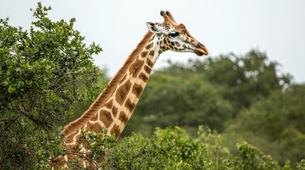 Fototapeta premium A giraffe stretching its long neck to reach leaves from a tall tree