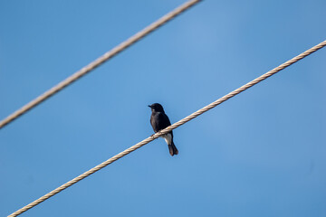 Pied Bush Chat perched on a wire against a clear blue sky in the afternoon light