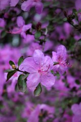 rhododendron. Lilac buds of rhododendron flowers in the sun against a background of green foliage. beautiful natural background. summer flowers close-up. delicate bud. petals. summer landscape. macro 