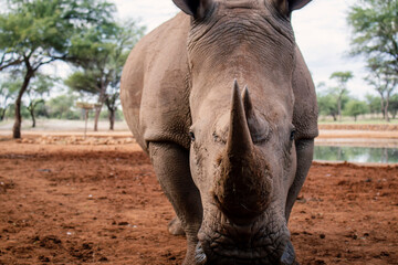 Obraz premium Wild african animals. Portrait of a white Rhino grazing in a National park