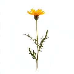 Marigold isolated on white background.
