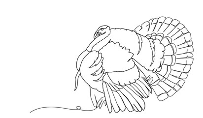 turkey bird single line drawing vector. Thanksgiving turkey one continuous line drawing .Fall harvest line art. Happy Thanksgiving turkey .