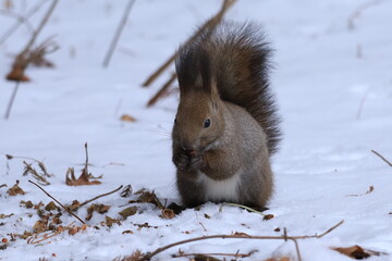 木の実を食べるエゾリス