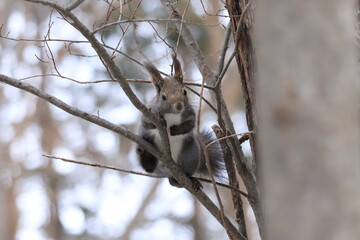 北海道のエゾリス