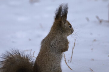 北海道のエゾリス