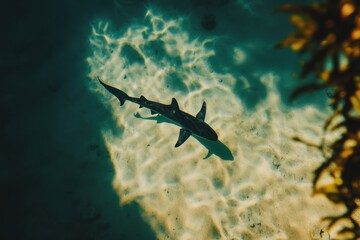 Obraz premium A Stunning Underwater Perspective of a Shark Swimming Near the Ocean Floor, Casting a Shadow on the Sand, Captured with High-Resolution Clarity