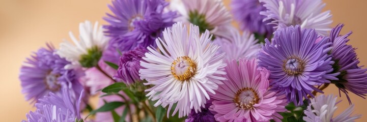Obraz premium Aster flowers have bright purple and white petals on a warm beige background. A banner with space for the text.