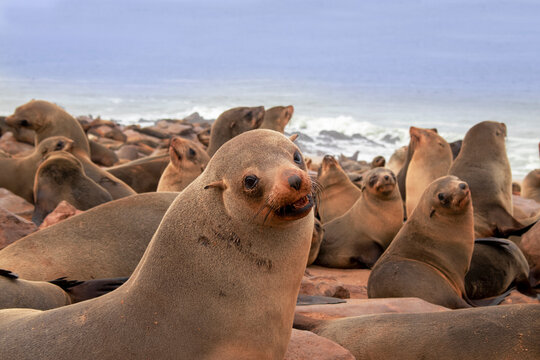 Wild animals. Harbor seals resting at the Cape Cross seal colony in Namibia, Africa. - Powered by Adobe