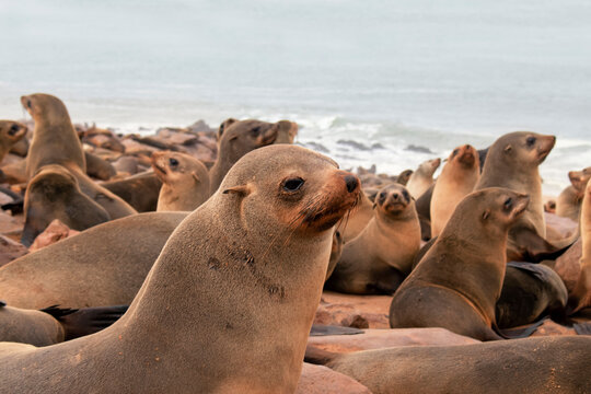 Wild animals. Harbor seals resting at the Cape Cross seal colony in Namibia, Africa.