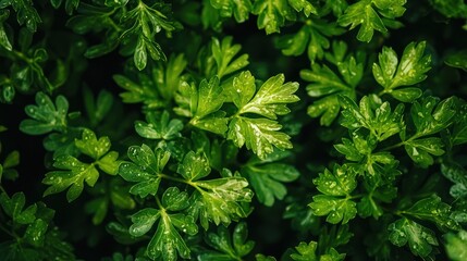 Obraz premium Parsley